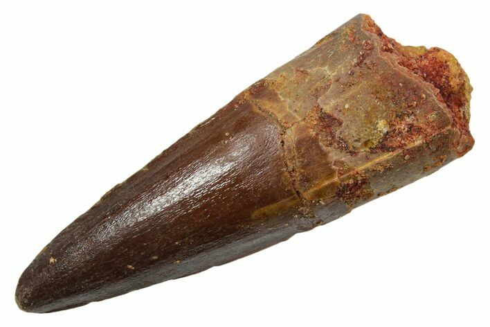 Fossil Spinosaurus Tooth - Real Dinosaur Tooth #349799